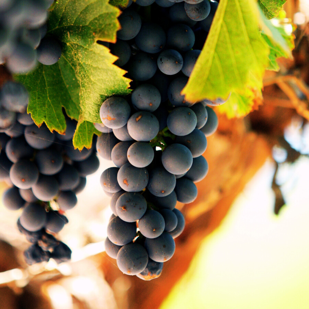 SALTA, MEET THE MALBEC WITH ALTITUDE